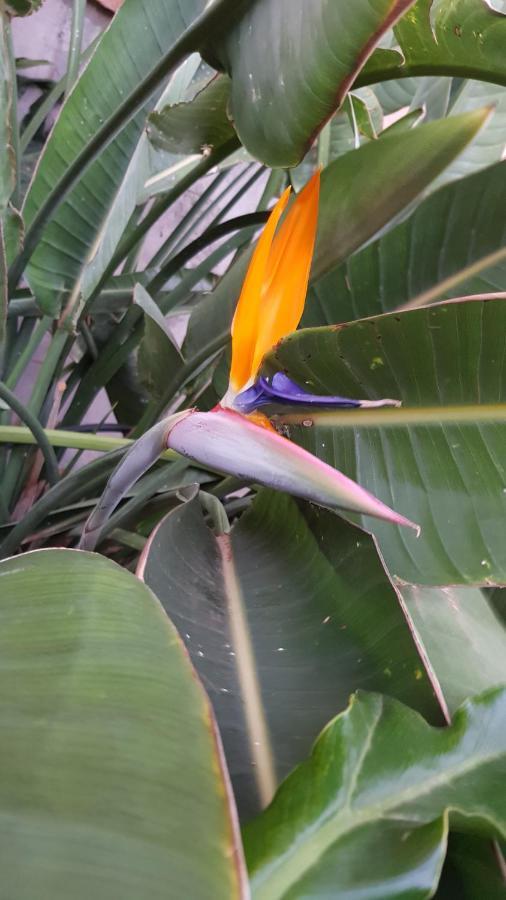 Апарт готель Strelitzia Park Сан-Мігель-де-Абона Екстер'єр фото