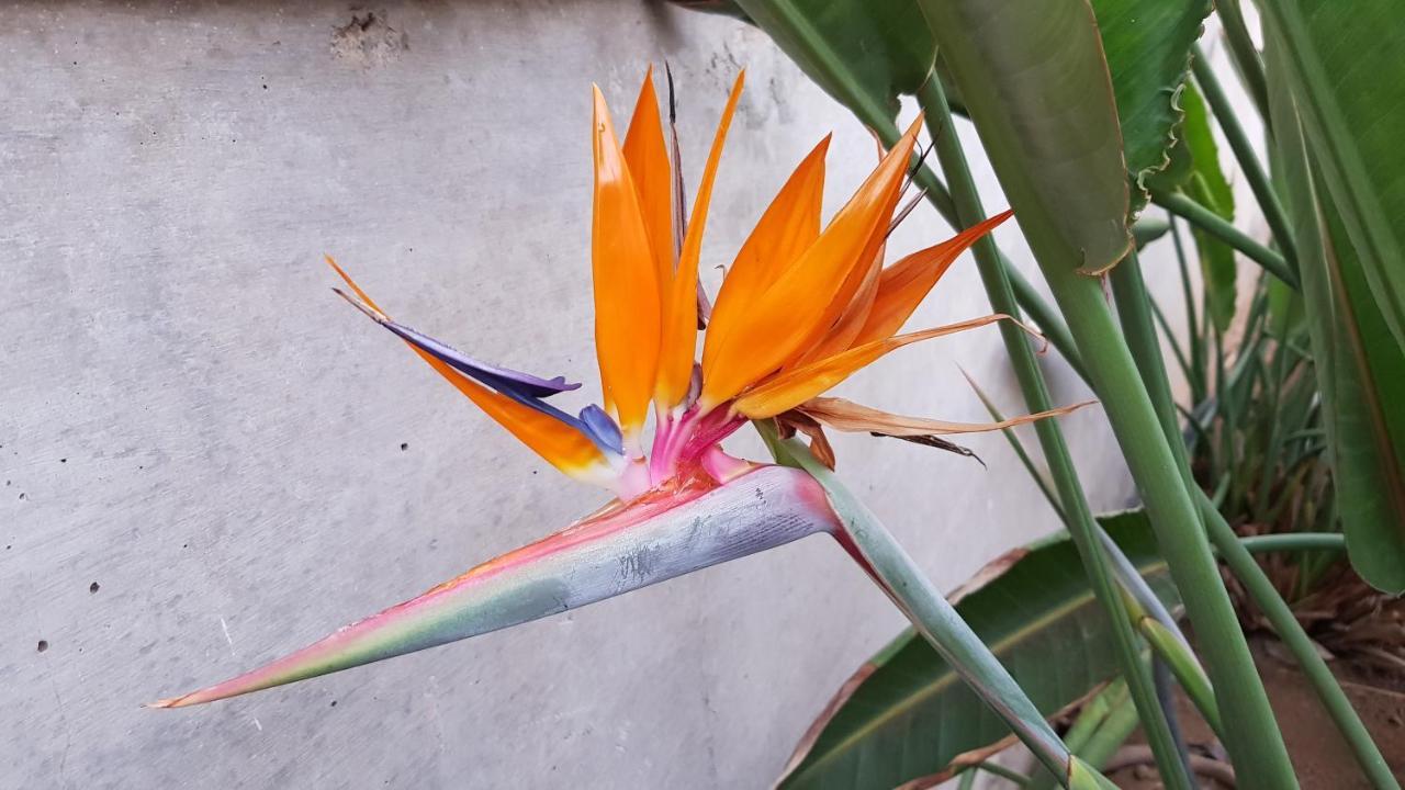 Апарт готель Strelitzia Park Сан-Мігель-де-Абона Екстер'єр фото