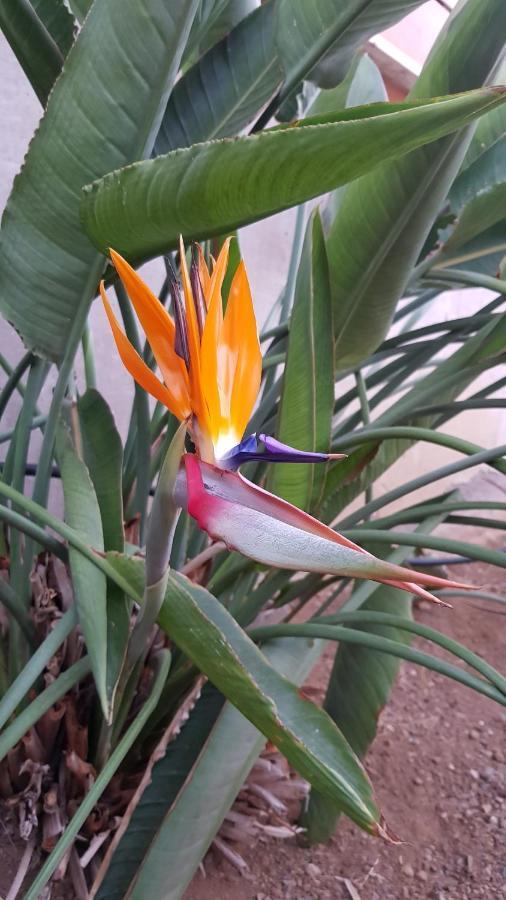 Апарт готель Strelitzia Park Сан-Мігель-де-Абона Екстер'єр фото